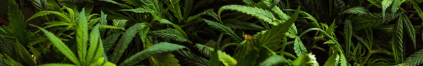 Viele dunkelgrüne Cannabisblätter